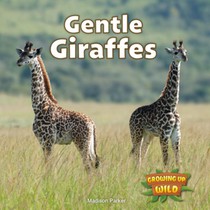Gentle Giraffes