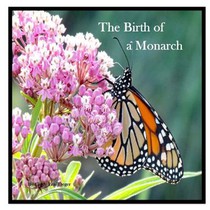 The Birth Of A Monarch: Metamorphosis of a Monarch Butterfly
