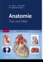 Anatomie voorzijde