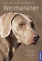 Weimaraner voorzijde