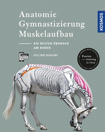 Anatomie, Gymnastizierung, Muskelaufbau voorzijde