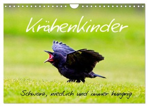 Krähenkinder - Schwarz, niedlich und immer hungrig (Wandkalender 2026 DIN A4 quer), CALVENDO Monatskalender
