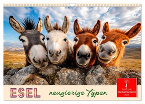 Esel - neugierige Typen (Wandkalender 2026 DIN A3 quer), CALVENDO Monatskalender