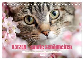 Katzen - sanfte Schönheiten (Tischkalender 2026 DIN A5 quer), CALVENDO Monatskalender