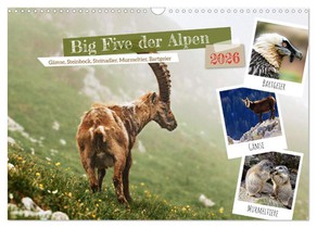 Big Five der Alpen Gämse, Steinbock, Murmeltier, Steinadler, Bartgeier (Wandkalender 2026 DIN A3 quer), CALVENDO Monatskalender
