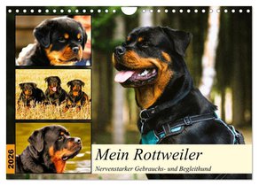 Mein Rottweiler. Nervenstarker Gebrauchs- und Begleithund (Wandkalender 2026 DIN A4 quer), CALVENDO Monatskalender