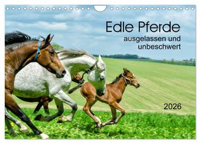 Edle Pferde - ausgelassen und unbeschwert (Wandkalender 2026 DIN A4 quer), CALVENDO Monatskalender