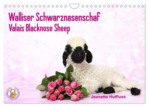 Walliser Schwarznasenschaf Valais Blacknose Sheep (Wandkalender 2026 DIN A4 quer), CALVENDO Monatskalender