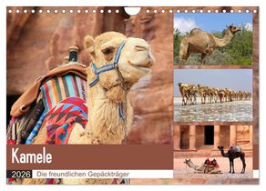 Kamele - Die freundlichen Gepäckträger (Wandkalender 2026 DIN A4 quer), CALVENDO Monatskalender