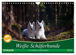 Weiße Schäferhunde in schönen Landschaften (Wandkalender 2026 DIN A4 quer), CALVENDO Monatskalender