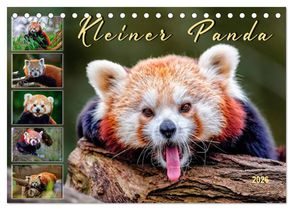 Kleiner Panda (Tischkalender 2026 DIN A5 quer), CALVENDO Monatskalender