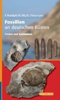 Fossilien an deutschen Küsten