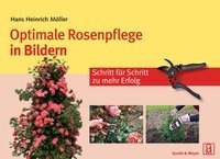 Optimale Rosenpflege in Bildern