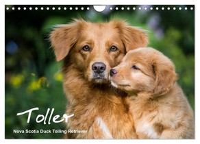 Toller - Nova Scotia Duck Tolling Retriever (Wandkalender 2026 DIN A4 quer), CALVENDO Monatskalender