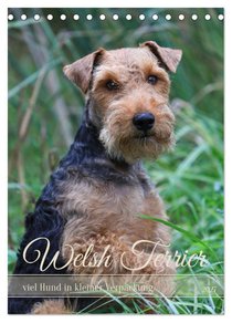 Welsh Terrier - viel Hund in kleiner Verpackung (Tischkalender 2027 DIN A5 hoch), CALVENDO Monatskalender