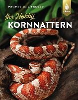Kornnattern