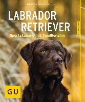 Labrador Retriever voorzijde