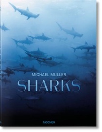 Michael Muller. Sharks