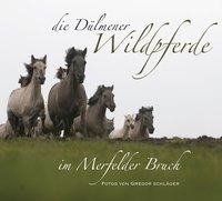 Die Dülmener Wildpferde in Merfelder Bruch