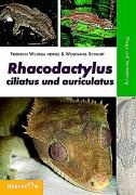 Rhacodactylus ciliatus und auriculatus