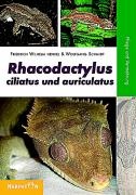 Rhacodactylus ciliatus und auriculatus voorzijde
