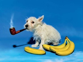 Toiletpaper Magazine 15