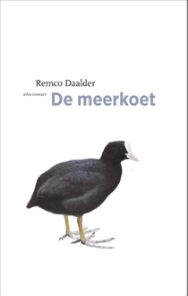 De meerkoet voorzijde