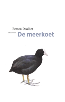 Meerkoet voorzijde