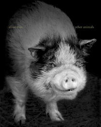 Other animals