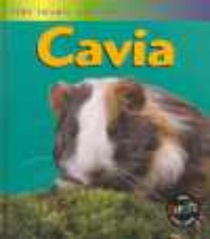 Cavia
