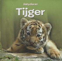 Tijger