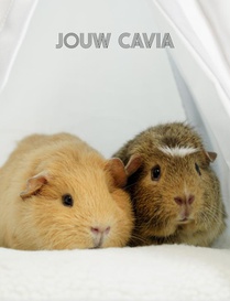 Jouw Cavia