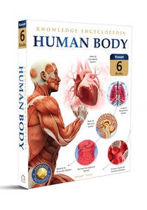 Knowledge Encyclopedia For Children: Human Body