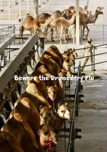 Beware the Dromedary Flu