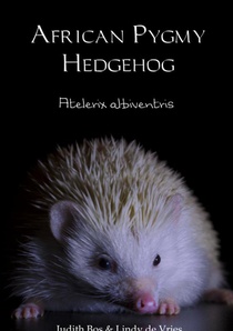 African Pygmy Hedgehog