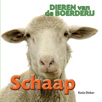 Schaap voorzijde