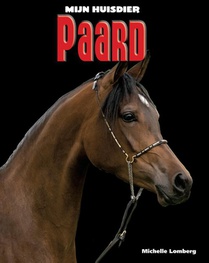 Paard voorzijde