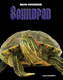 Schildpad voorzijde