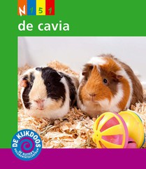 De cavia voorzijde