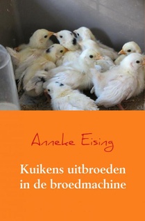 Kuikens uitbroeden in de broedmachine