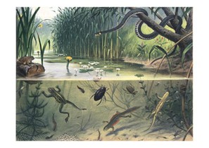 Schoolplaat In sloot en plas