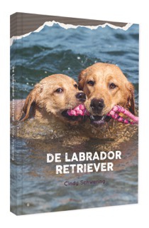 De Labrador Retriever voorzijde