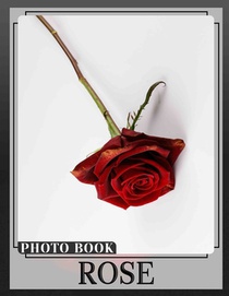 Rose Photo Book: Vibrant Collection Of Stunning Roses With 40 Images For Garden Lovers
