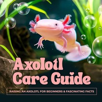 Axolotl Care Guide: Raising an Axolotl for Beginners and Fascinating Facts
