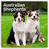 Australian Shepherds 2026 Square Flap Calendar
