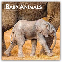 Baby Animals 2026 Square Flap Calendar