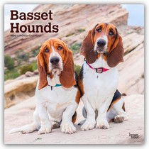Basset Hounds 2026 Square Flap Calendar