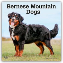 Bernese Mountain Dogs 2026 Square Flap Calendar