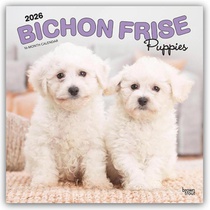 Bichon Frise Puppies 2026 12 x 24 Monthly Square Calendar