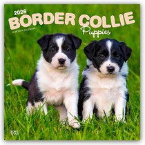 Border Collie Puppies 2026 Square Flap Calendar